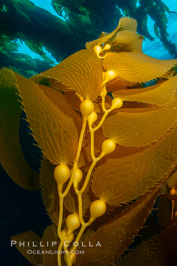 Kelp fronds and pneumatocysts. Pneumatocysts, gas-filled bladders, float the kelp plant off the ocean bottom toward the surface and sunlight, where the leaf-like blades and stipes of the kelp plant grow fastest. Giant kelp can grow up to 2' in a single day given optimal conditions. Epic submarine forests of kelp grow throughout California's Southern Channel Islands. San Clemente Island, USA, Macrocystis pyrifera, natural history stock photograph, photo id 34605