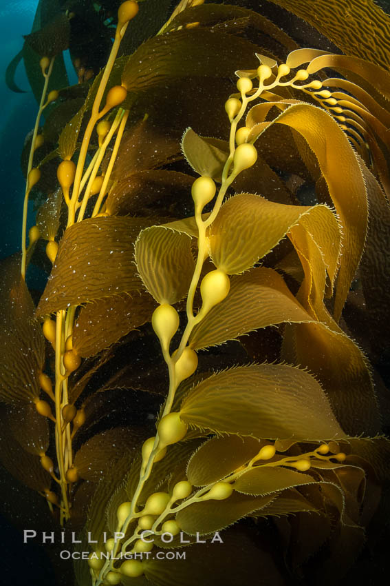 Kelp fronds and pneumatocysts. Pneumatocysts, gas-filled bladders, float the kelp plant off the ocean bottom toward the surface and sunlight, where the leaf-like blades and stipes of the kelp plant grow fastest. Giant kelp can grow up to 2' in a single day given optimal conditions. Epic submarine forests of kelp grow throughout California's Southern Channel Islands. San Clemente Island, USA, Macrocystis pyrifera, natural history stock photograph, photo id 37101