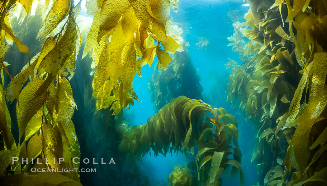 Kelp fronds, Catalina Island. California, USA, natural history stock photograph, photo id 37161