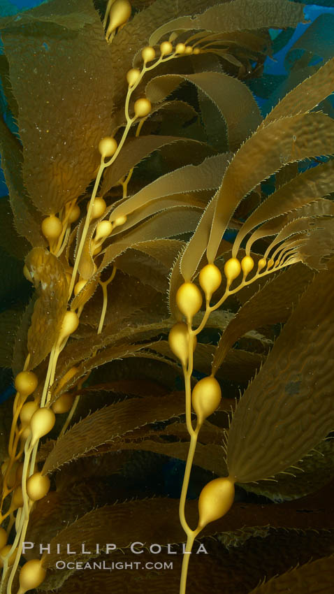 Kelp fronds and pneumatocysts.  Pneumatocysts, gas-filled bladders, float the kelp plant off the ocean bottom toward the surface and sunlight, where the leaf-like blades and stipes of the kelp plant grow fastest.  Giant kelp can grow up to 2' in a single day given optimal conditions.  Epic submarine forests of kelp grow throughout California's Southern Channel Islands. San Clemente Island, USA, Macrocystis pyrifera, natural history stock photograph, photo id 23430