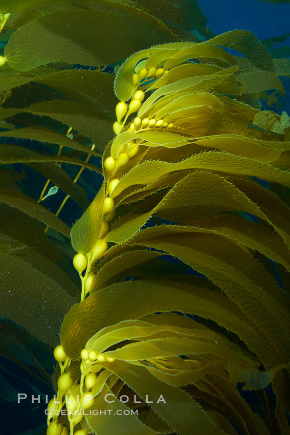Kelp fronds and pneumatocysts.  Pneumatocysts, gas-filled bladders, float the kelp plant off the ocean bottom toward the surface and sunlight, where the leaf-like blades and stipes of the kelp plant grow fastest.  Giant kelp can grow up to 2' in a single day given optimal conditions.  Epic submarine forests of kelp grow throughout California's Southern Channel Islands. San Clemente Island, USA, Macrocystis pyrifera, natural history stock photograph, photo id 23438