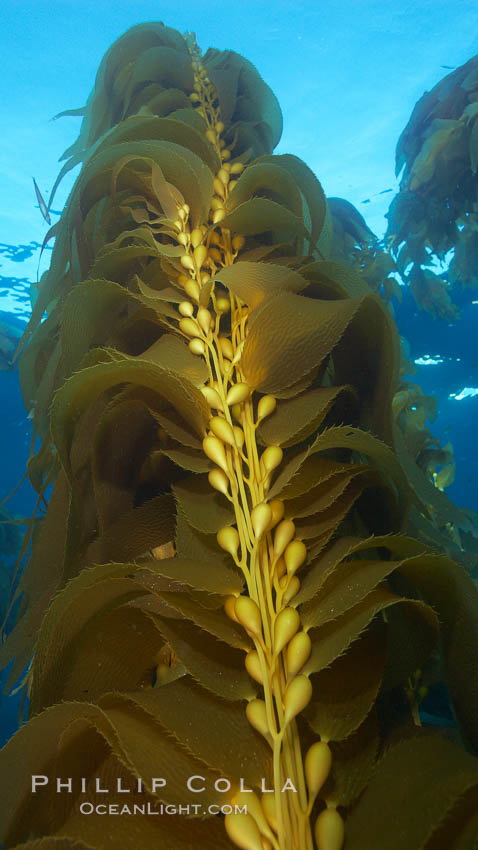 Kelp fronds and pneumatocysts.  Pneumatocysts, gas-filled bladders, float the kelp plant off the ocean bottom toward the surface and sunlight, where the leaf-like blades and stipes of the kelp plant grow fastest.  Giant kelp can grow up to 2' in a single day given optimal conditions.  Epic submarine forests of kelp grow throughout California's Southern Channel Islands. San Clemente Island, USA, Macrocystis pyrifera, natural history stock photograph, photo id 23454