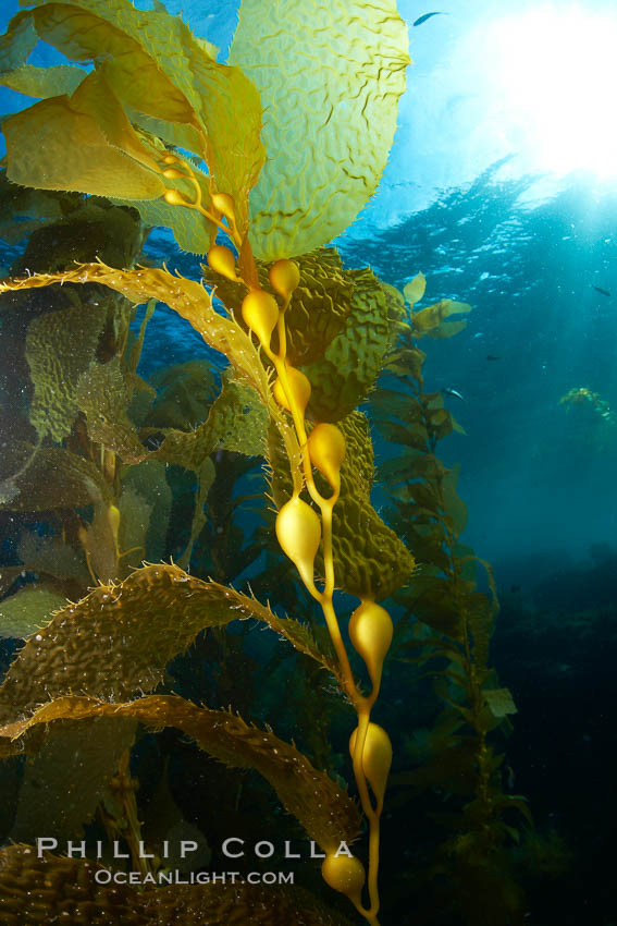 Kelp fronds and pneumatocysts, gas filled bladders float the kelp and leaf-like blades collect sunlight, underwater. Catalina Island, California, USA, Macrocystis pyrifera, natural history stock photograph, photo id 23546