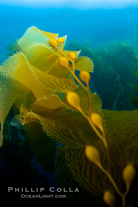 Kelp fronds and pneumatocysts.  Pneumatocysts, gas-filled bladders, float the kelp plant off the ocean bottom toward the surface and sunlight, where the leaf-like blades and stipes of the kelp plant grow fastest.  Giant kelp can grow up to 2' in a single day given optimal conditions.  Epic submarine forests of kelp grow throughout California's Southern Channel Islands. San Clemente Island, USA, Macrocystis pyrifera, natural history stock photograph, photo id 25430