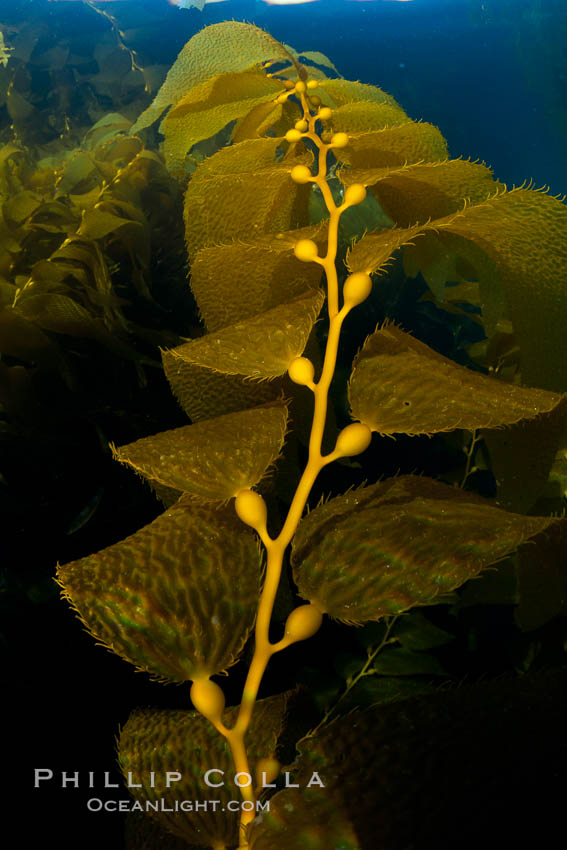 Kelp fronds and pneumatocysts.  Pneumatocysts, gas-filled bladders, float the kelp plant off the ocean bottom toward the surface and sunlight, where the leaf-like blades and stipes of the kelp plant grow fastest.  Giant kelp can grow up to 2' in a single day given optimal conditions.  Epic submarine forests of kelp grow throughout California's Southern Channel Islands. San Clemente Island, USA, Macrocystis pyrifera, natural history stock photograph, photo id 25434