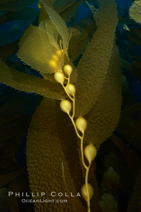 Kelp fronds and pneumatocysts.  Pneumatocysts, gas-filled bladders, float the kelp plant off the ocean bottom toward the surface and sunlight, where the leaf-like blades and stipes of the kelp plant grow fastest.  Giant kelp can grow up to 2' in a single day given optimal conditions.  Epic submarine forests of kelp grow throughout California's Southern Channel Islands. San Clemente Island, USA, Macrocystis pyrifera, natural history stock photograph, photo id 23488