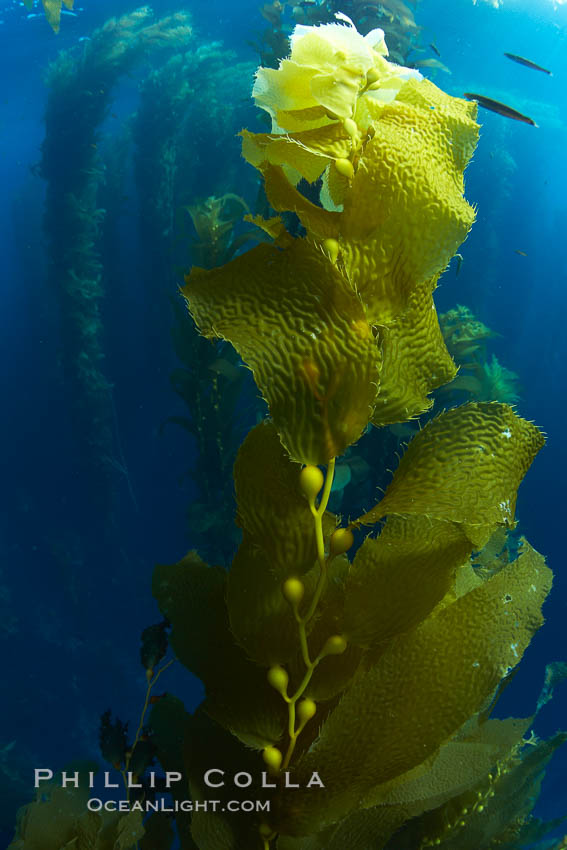 Kelp fronds and pneumatocysts.  Pneumatocysts, gas-filled bladders, float the kelp plant off the ocean bottom toward the surface and sunlight, where the leaf-like blades and stipes of the kelp plant grow fastest.  Giant kelp can grow up to 2' in a single day given optimal conditions.  Epic submarine forests of kelp grow throughout California's Southern Channel Islands. San Clemente Island, USA, Macrocystis pyrifera, natural history stock photograph, photo id 23544