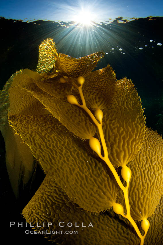Kelp fronds and pneumatocysts.  Pneumatocysts, gas-filled bladders, float the kelp plant off the ocean bottom toward the surface and sunlight, where the leaf-like blades and stipes of the kelp plant grow fastest.  Giant kelp can grow up to 2' in a single day given optimal conditions.  Epic submarine forests of kelp grow throughout California's Southern Channel Islands. San Clemente Island, USA, Macrocystis pyrifera, natural history stock photograph, photo id 25396