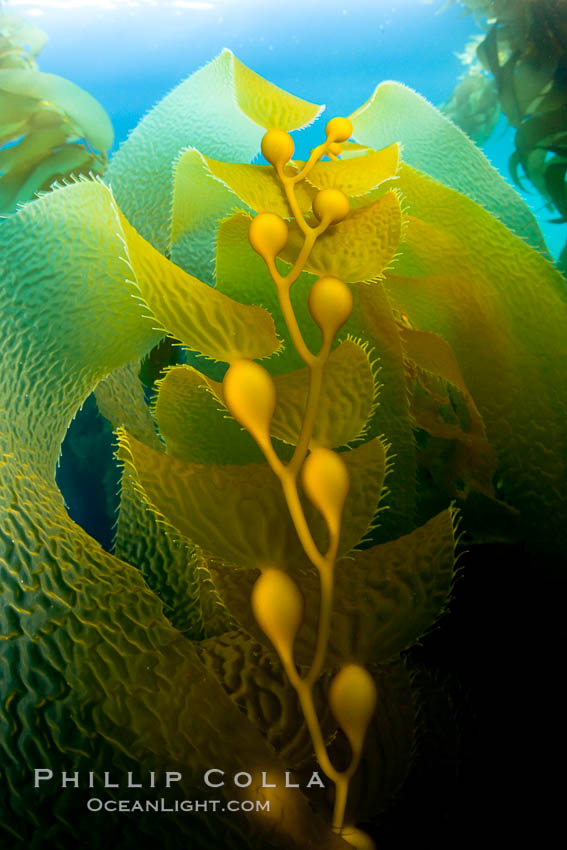 Kelp fronds and pneumatocysts.  Pneumatocysts, gas-filled bladders, float the kelp plant off the ocean bottom toward the surface and sunlight, where the leaf-like blades and stipes of the kelp plant grow fastest.  Giant kelp can grow up to 2' in a single day given optimal conditions.  Epic submarine forests of kelp grow throughout California's Southern Channel Islands. San Clemente Island, USA, Macrocystis pyrifera, natural history stock photograph, photo id 25412