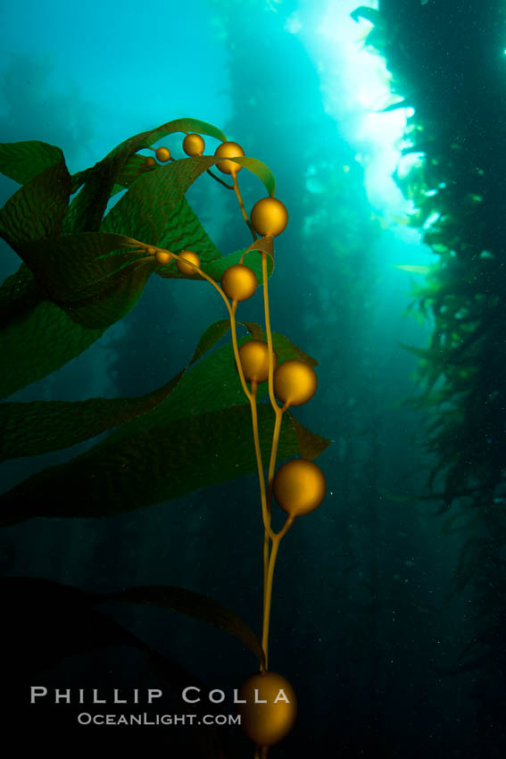Kelp fronds and pneumatocysts.  Pneumatocysts, gas-filled bladders, float the kelp plant off the ocean bottom toward the surface and sunlight, where the leaf-like blades and stipes of the kelp plant grow fastest.  Giant kelp can grow up to 2' in a single day given optimal conditions.  Epic submarine forests of kelp grow throughout California's Southern Channel Islands. San Clemente Island, USA, Macrocystis pyrifera, natural history stock photograph, photo id 25428