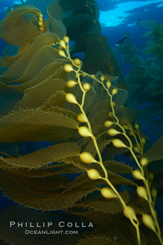 Kelp fronds and pneumatocysts.  Pneumatocysts, gas-filled bladders, float the kelp plant off the ocean bottom toward the surface and sunlight, where the leaf-like blades and stipes of the kelp plant grow fastest.  Giant kelp can grow up to 2' in a single day given optimal conditions.  Epic submarine forests of kelp grow throughout California's Southern Channel Islands. San Clemente Island, USA, Macrocystis pyrifera, natural history stock photograph, photo id 23451