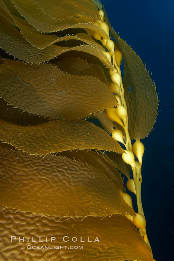 Kelp fronds and pneumatocysts.  Pneumatocysts, gas-filled bladders, float the kelp plant off the ocean bottom toward the surface and sunlight, where the leaf-like blades and stipes of the kelp plant grow fastest.  Giant kelp can grow up to 2' in a single day given optimal conditions.  Epic submarine forests of kelp grow throughout California's Southern Channel Islands. San Clemente Island, USA, Macrocystis pyrifera, natural history stock photograph, photo id 23459