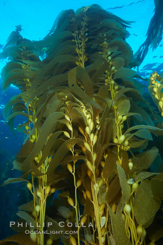 Kelp fronds and pneumatocysts.  Pneumatocysts, gas-filled bladders, float the kelp plant off the ocean bottom toward the surface and sunlight, where the leaf-like blades and stipes of the kelp plant grow fastest.  Giant kelp can grow up to 2' in a single day given optimal conditions.  Epic submarine forests of kelp grow throughout California's Southern Channel Islands. San Clemente Island, USA, Macrocystis pyrifera, natural history stock photograph, photo id 23507