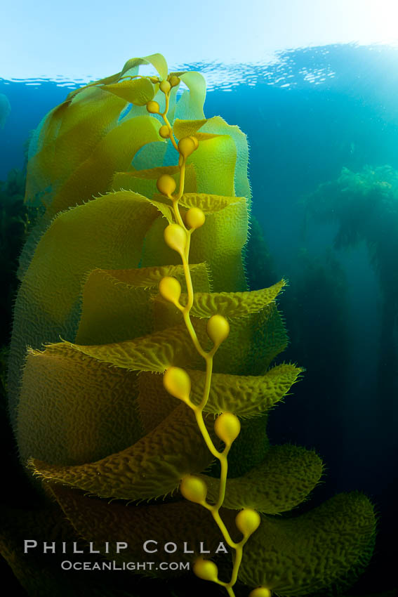 Kelp fronds and pneumatocysts.  Pneumatocysts, gas-filled bladders, float the kelp plant off the ocean bottom toward the surface and sunlight, where the leaf-like blades and stipes of the kelp plant grow fastest.  Giant kelp can grow up to 2' in a single day given optimal conditions.  Epic submarine forests of kelp grow throughout California's Southern Channel Islands. San Clemente Island, USA, Macrocystis pyrifera, natural history stock photograph, photo id 25399