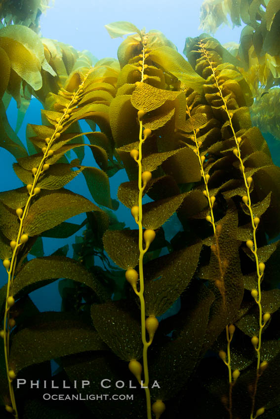 Kelp fronds and pneumatocysts.  Pneumatocysts, gas-filled bladders, float the kelp plant off the ocean bottom toward the surface and sunlight, where the leaf-like blades and stipes of the kelp plant grow fastest.  Giant kelp can grow up to 2' in a single day given optimal conditions.  Epic submarine forests of kelp grow throughout California's Southern Channel Islands. San Clemente Island, USA, Macrocystis pyrifera, natural history stock photograph, photo id 25403