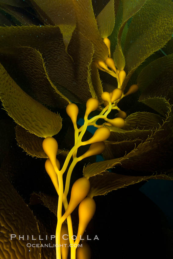 Kelp fronds and pneumatocysts.  Pneumatocysts, gas-filled bladders, float the kelp plant off the ocean bottom toward the surface and sunlight, where the leaf-like blades and stipes of the kelp plant grow fastest.  Giant kelp can grow up to 2' in a single day given optimal conditions.  Epic submarine forests of kelp grow throughout California's Southern Channel Islands. San Clemente Island, USA, Macrocystis pyrifera, natural history stock photograph, photo id 25411