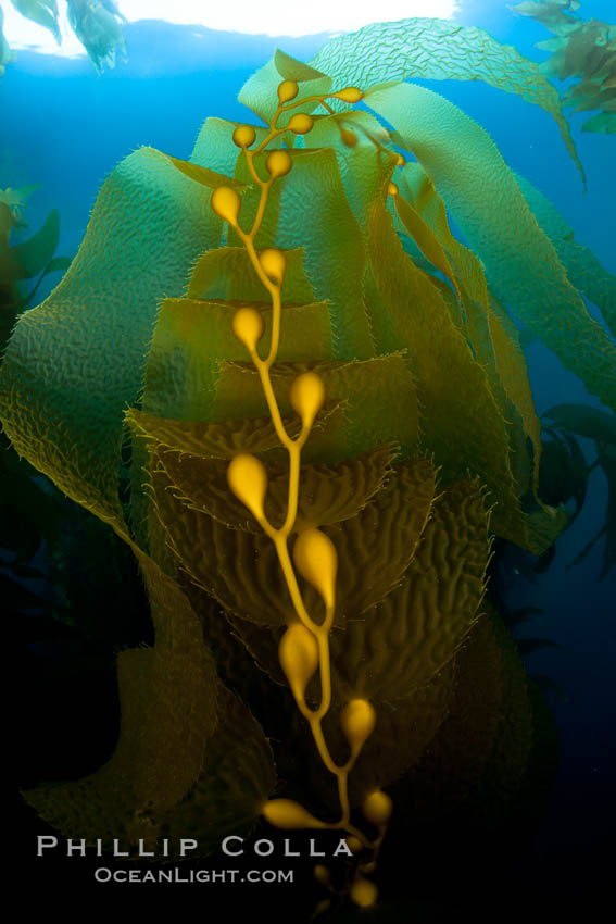 Kelp fronds and pneumatocysts.  Pneumatocysts, gas-filled bladders, float the kelp plant off the ocean bottom toward the surface and sunlight, where the leaf-like blades and stipes of the kelp plant grow fastest.  Giant kelp can grow up to 2' in a single day given optimal conditions.  Epic submarine forests of kelp grow throughout California's Southern Channel Islands. San Clemente Island, USA, Macrocystis pyrifera, natural history stock photograph, photo id 25431