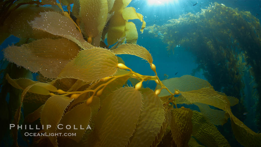 Kelp fronds and pneumatocysts, gas filled bladders float the kelp and leaf-like blades collect sunlight, underwater. Catalina Island, California, USA, Macrocystis pyrifera, natural history stock photograph, photo id 23473