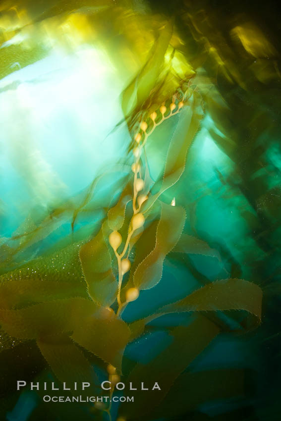 Kelp fronds and pneumatocysts.  Pneumatocysts, gas-filled bladders, float the kelp plant off the ocean bottom toward the surface and sunlight, where the leaf-like blades and stipes of the kelp plant grow fastest.  Giant kelp can grow up to 2' in a single day given optimal conditions.  Epic submarine forests of kelp grow throughout California's Southern Channel Islands. San Clemente Island, USA, Macrocystis pyrifera, natural history stock photograph, photo id 25405