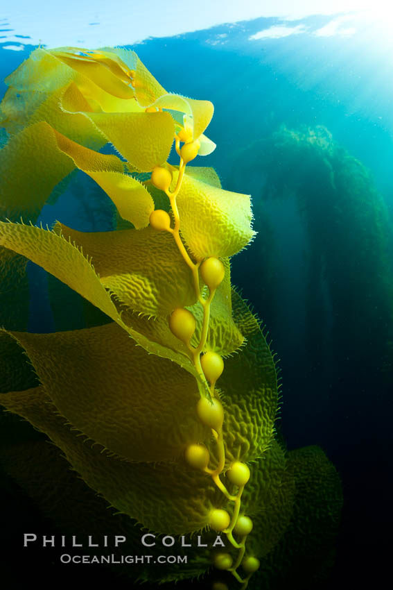 Kelp fronds and pneumatocysts.  Pneumatocysts, gas-filled bladders, float the kelp plant off the ocean bottom toward the surface and sunlight, where the leaf-like blades and stipes of the kelp plant grow fastest.  Giant kelp can grow up to 2' in a single day given optimal conditions.  Epic submarine forests of kelp grow throughout California's Southern Channel Islands. San Clemente Island, USA, Macrocystis pyrifera, natural history stock photograph, photo id 25429