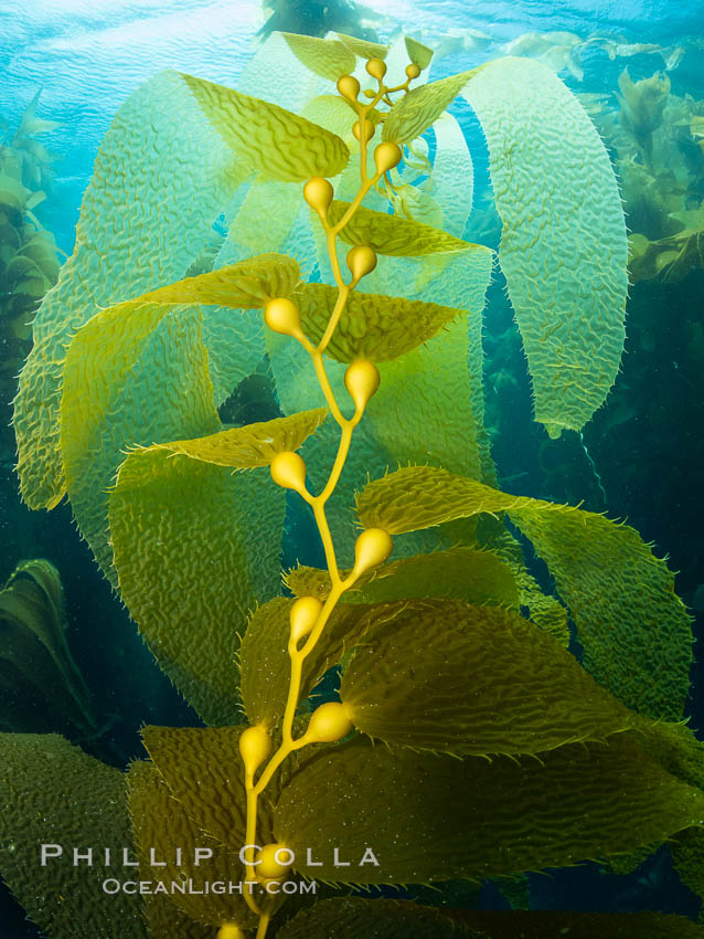 Kelp fronds showing pneumatocysts, bouyant gas-filled bubble-like structures which float the kelp plant off the ocean bottom toward the surface, where it will spread to form a roof-like canopy., natural history stock photograph, photo id 37146