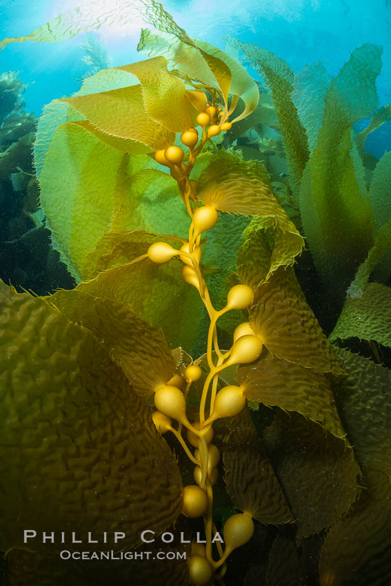 Kelp fronds showing pneumatocysts, bouyant gas-filled bubble-like structures which float the kelp plant off the ocean bottom toward the surface, where it will spread to form a roof-like canopy., natural history stock photograph, photo id 37150