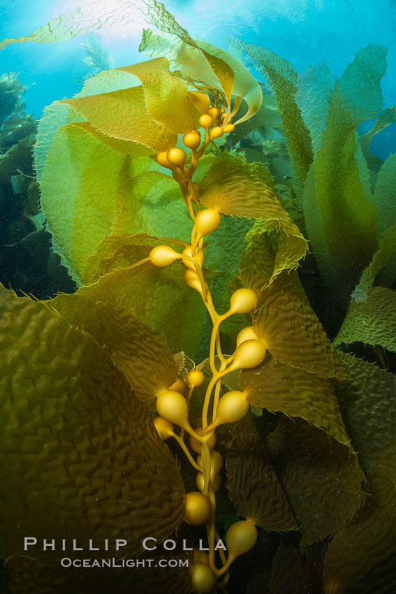 Kelp fronds showing pneumatocysts, bouyant gas-filled bubble-like structures which float the kelp plant off the ocean bottom toward the surface, where it will spread to form a roof-like canopy., natural history stock photograph, photo id 37150