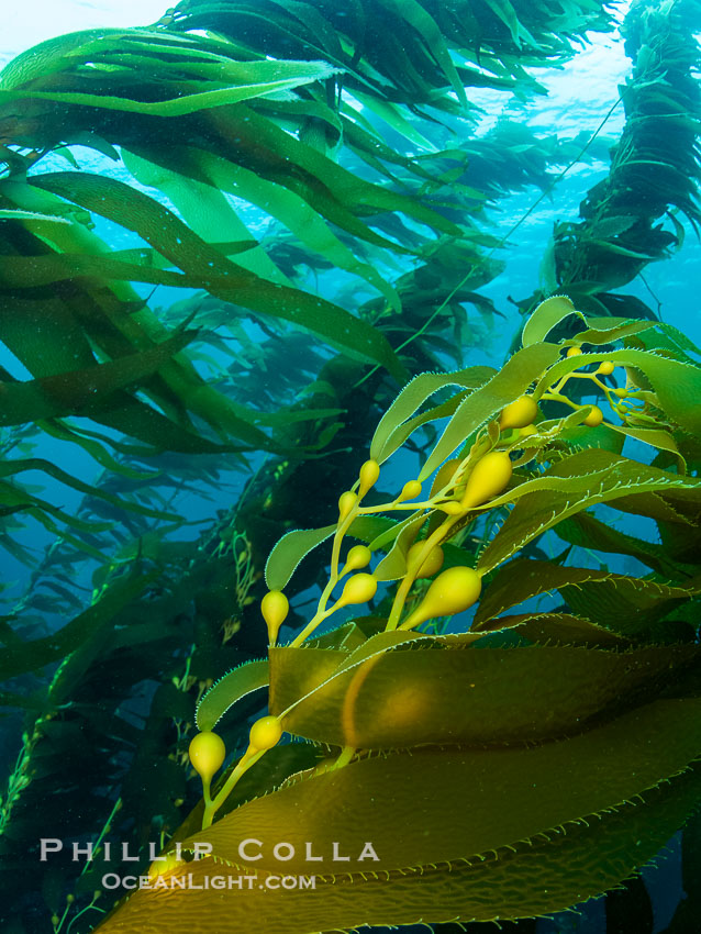 Kelp fronds showing pneumatocysts, bouyant gas-filled bubble-like structures which float the kelp plant off the ocean bottom toward the surface, where it will spread to form a roof-like canopy. San Clemente Island, California, USA, Macrocystis pyrifera, natural history stock photograph, photo id 38498
