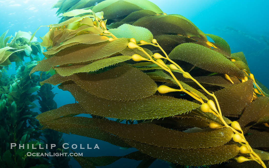 Kelp fronds showing pneumatocysts, bouyant gas-filled bubble-like structures which float the kelp plant off the ocean bottom toward the surface, where it will spread to form a roof-like canopy. San Clemente Island, California, USA, Macrocystis pyrifera, natural history stock photograph, photo id 38518