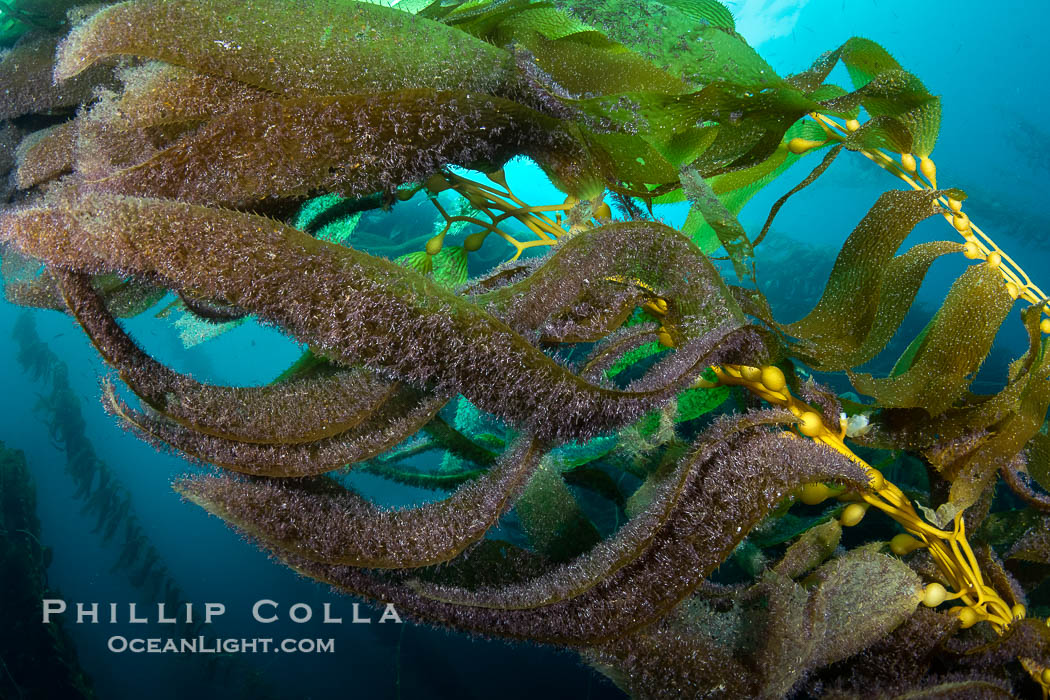 Kelp fronds showing pneumatocysts, bouyant gas-filled bubble-like structures which float the kelp plant off the ocean bottom toward the surface, where it will spread to form a roof-like canopy. San Clemente Island, California, USA, Macrocystis pyrifera, natural history stock photograph, photo id 38526