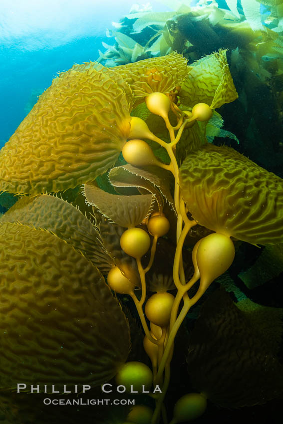 Kelp fronds showing pneumatocysts, bouyant gas-filled bubble-like structures which float the kelp plant off the ocean bottom toward the surface, where it will spread to form a roof-like canopy., natural history stock photograph, photo id 37151