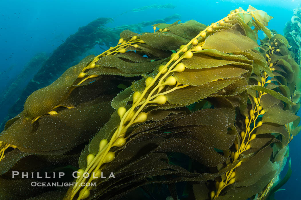 Kelp fronds showing pneumatocysts, bouyant gas-filled bubble-like structures which float the kelp plant off the ocean bottom toward the surface, where it will spread to form a roof-like canopy. San Clemente Island, California, USA, Macrocystis pyrifera, natural history stock photograph, photo id 38517