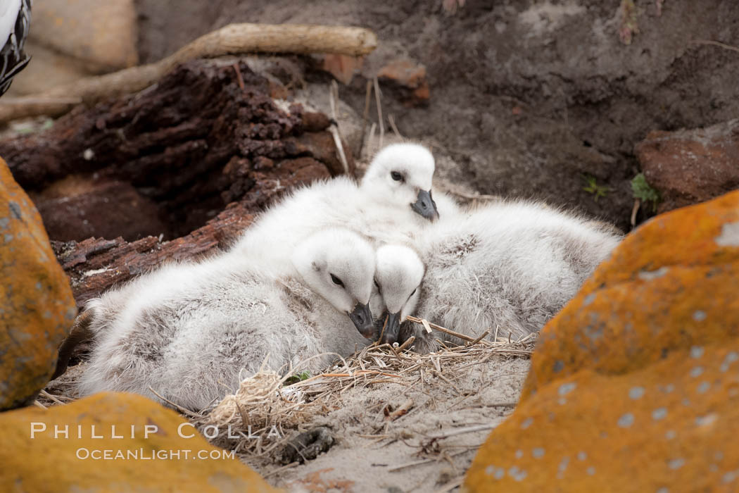 Kelp goose chicks, nestled on sand between rocks.  The kelp goose is noted for eating only seaweed, primarily of the genus ulva.  It inhabits rocky coastline habitats where it forages for kelp. New Island, Falkland Islands, United Kingdom, Chloephaga hybrida, Chloephaga hybrida malvinarum, natural history stock photograph, photo id 23759