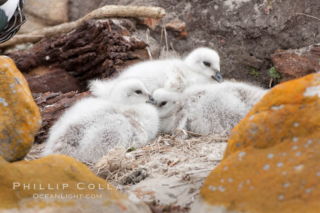 Kelp goose chicks, nestled on sand between rocks.  The kelp goose is noted for eating only seaweed, primarily of the genus ulva.  It inhabits rocky coastline habitats where it forages for kelp. New Island, Falkland Islands, United Kingdom, Chloephaga hybrida, Chloephaga hybrida malvinarum, natural history stock photograph, photo id 23753