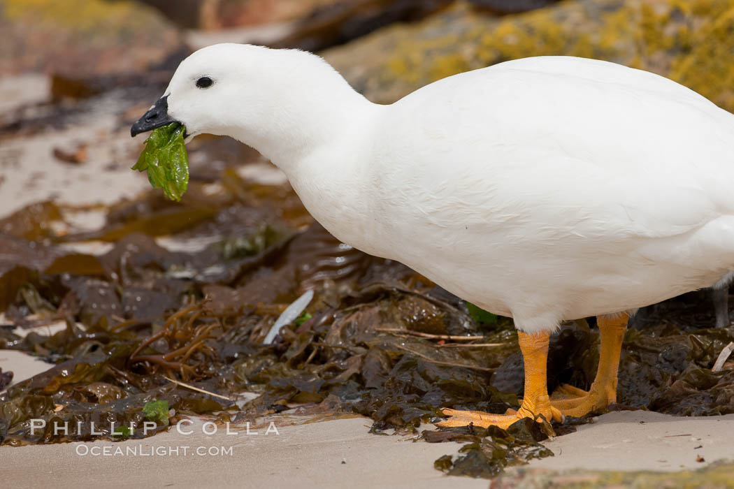 Kelp goose eating kelp, male showing entirely white plumage.  The kelp goose is noted for eating only seaweed, primarily of the genus ulva.  It inhabits rocky coastline habitats where it forages for kelp. New Island, Falkland Islands, United Kingdom, Chloephaga hybrida, Chloephaga hybrida malvinarum, natural history stock photograph, photo id 23756