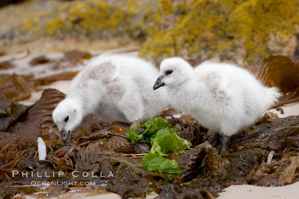 Kelp goose chicks eating kelp (seaweed).  The kelp goose is noted for eating only seaweed, primarily of the genus ulva.  It inhabits rocky coastline habitats where it forages for kelp. New Island, Falkland Islands, United Kingdom, Chloephaga hybrida, Chloephaga hybrida malvinarum, natural history stock photograph, photo id 23754