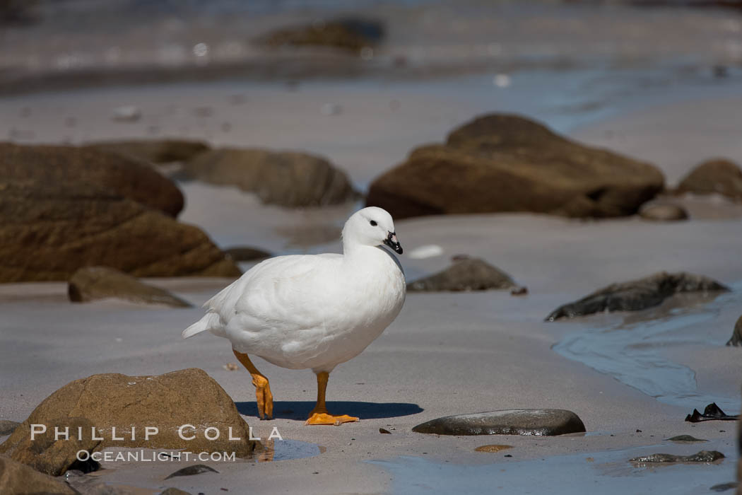 Kelp goose, male. Carcass Island, Falkland Islands, United Kingdom, Chloephaga hybrida, natural history stock photograph, photo id 24006