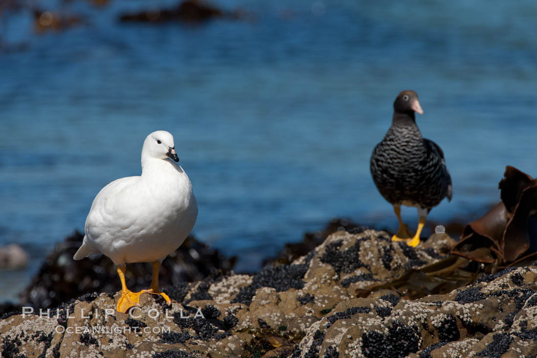 Kelp goose, male (white) and female. Carcass Island, Falkland Islands, United Kingdom, Chloephaga hybrida, natural history stock photograph, photo id 24057