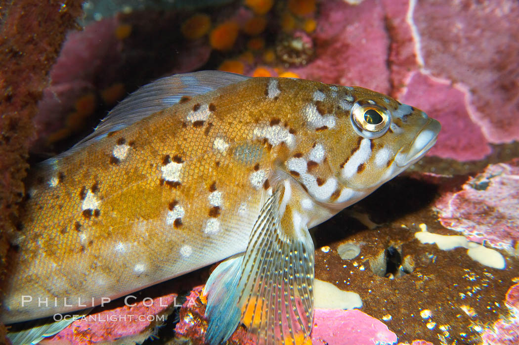 Kelp greenling, male.  Male kelp greenlings are brightly colored in contrast to the drab females., Hexagrammos decagrammus, natural history stock photograph, photo id 13708