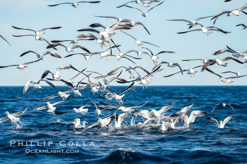 Kelp gull, Larus dominicanus, Dominican gull, large flock in flight over the ocean, Patagonia. Puerto Piramides, Chubut, Argentina, natural history stock photograph, photo id 38284