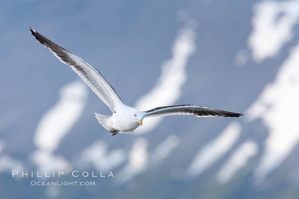Kelp gull in flight, Andean mountains above Ushuaia in the background. Beagle Channel, Tierra del Fuego, Argentina, Larus dominicanus, natural history stock photograph, photo id 23619