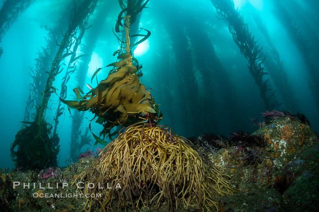 Kelp holdfast secures the kelp to the submarine rocky reef near Eagle Rock, West End, Catalina Island., natural history stock photograph, photo id 37133