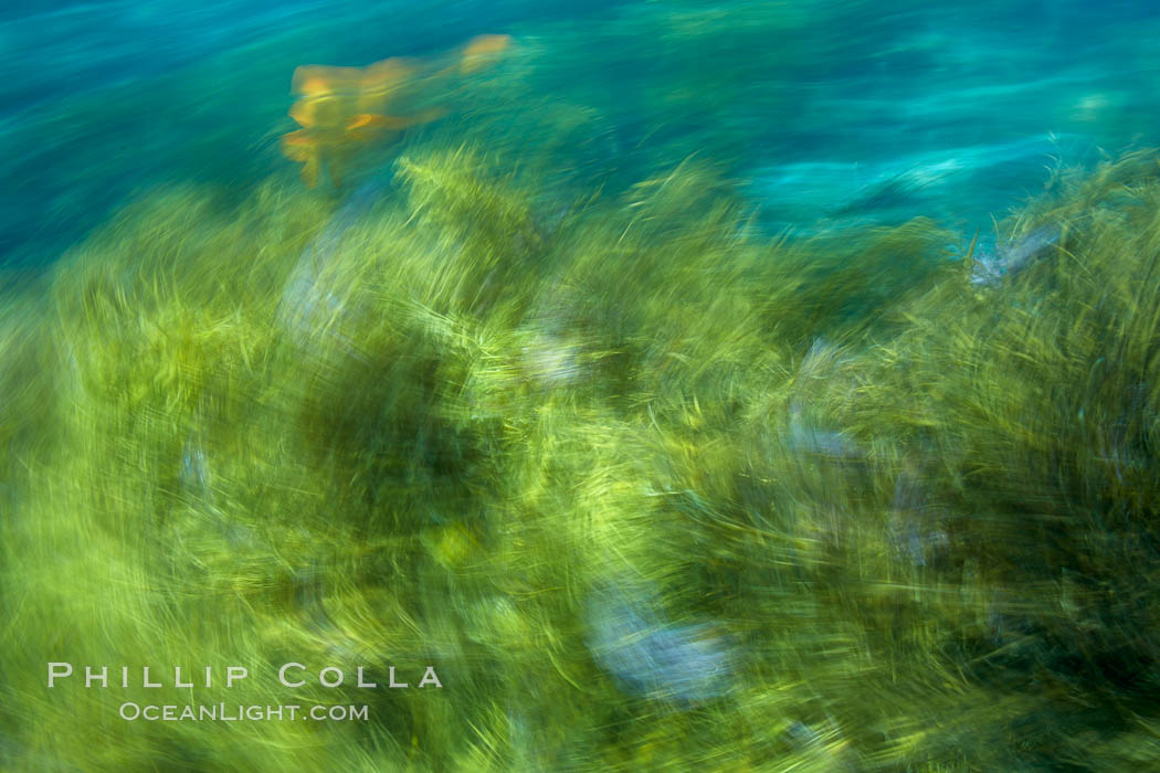 Kelp in motion, swaying back and forth in ocean surge and waves, blurred due to long time exposure. Guadalupe Island (Isla Guadalupe), Baja California, Mexico, natural history stock photograph, photo id 21406