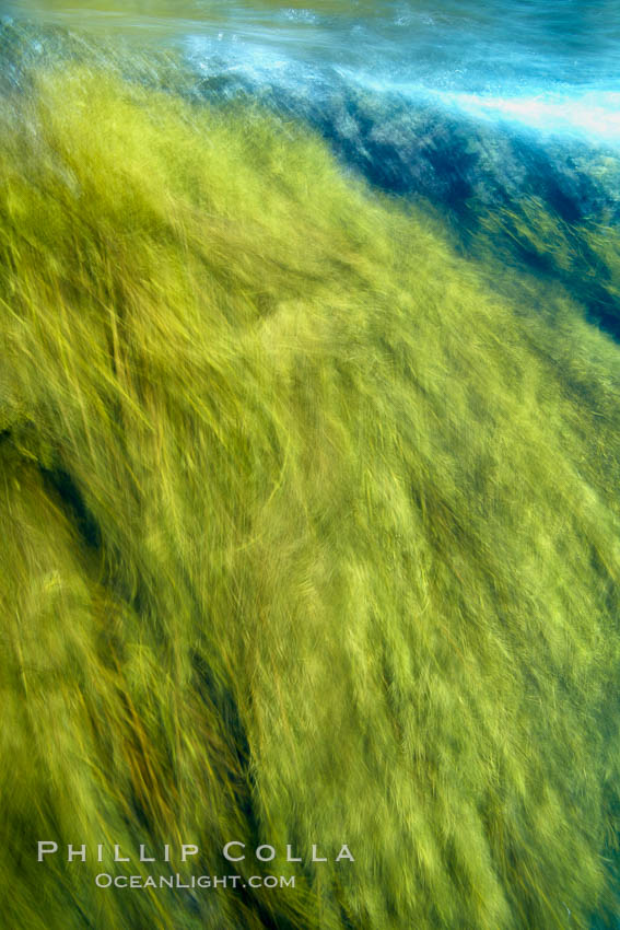 Kelp in motion, swaying back and forth in ocean surge and waves, blurred due to long time exposure. Guadalupe Island (Isla Guadalupe), Baja California, Mexico, Stephanocystis dioica, natural history stock photograph, photo id 21405
