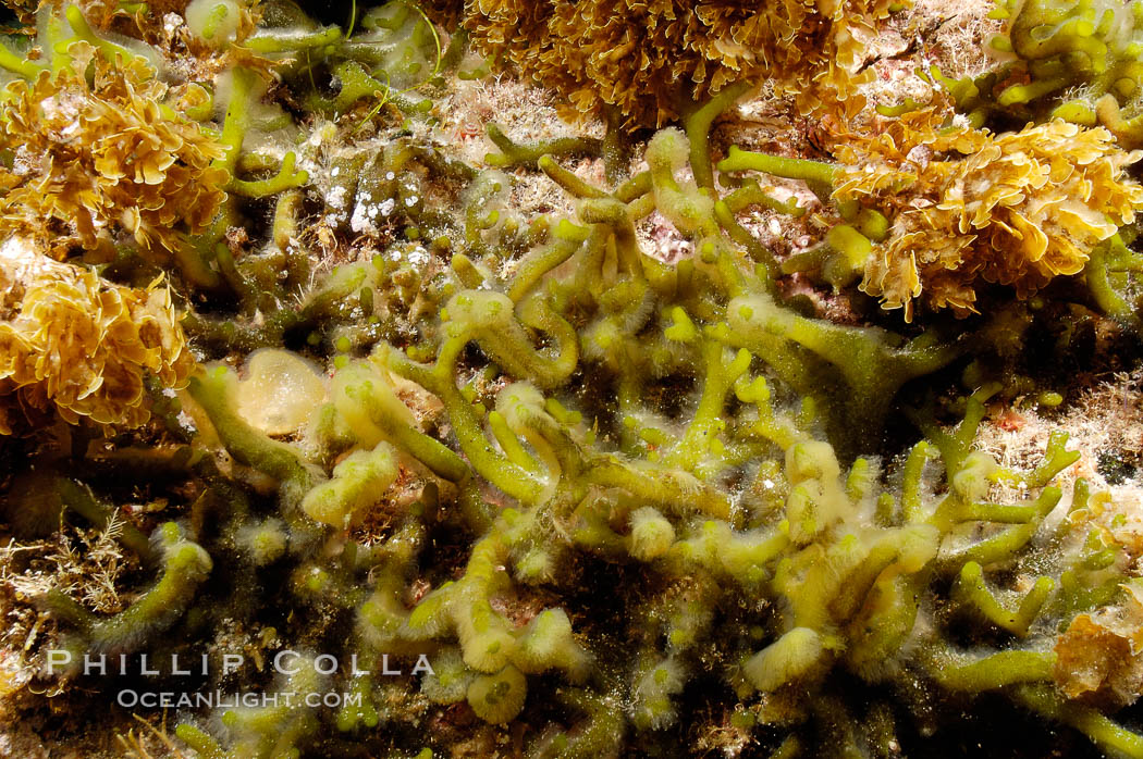 Unidentified marine algae. Guadalupe Island (Isla Guadalupe), Baja California, Mexico, natural history stock photograph, photo id 09534