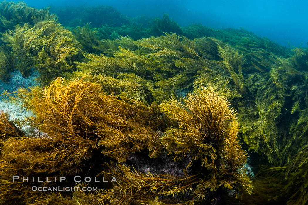 Marine algae, kelp. Guadalupe Island (Isla Guadalupe), Baja California, Mexico, Stephanocystis dioica, natural history stock photograph, photo id 09532