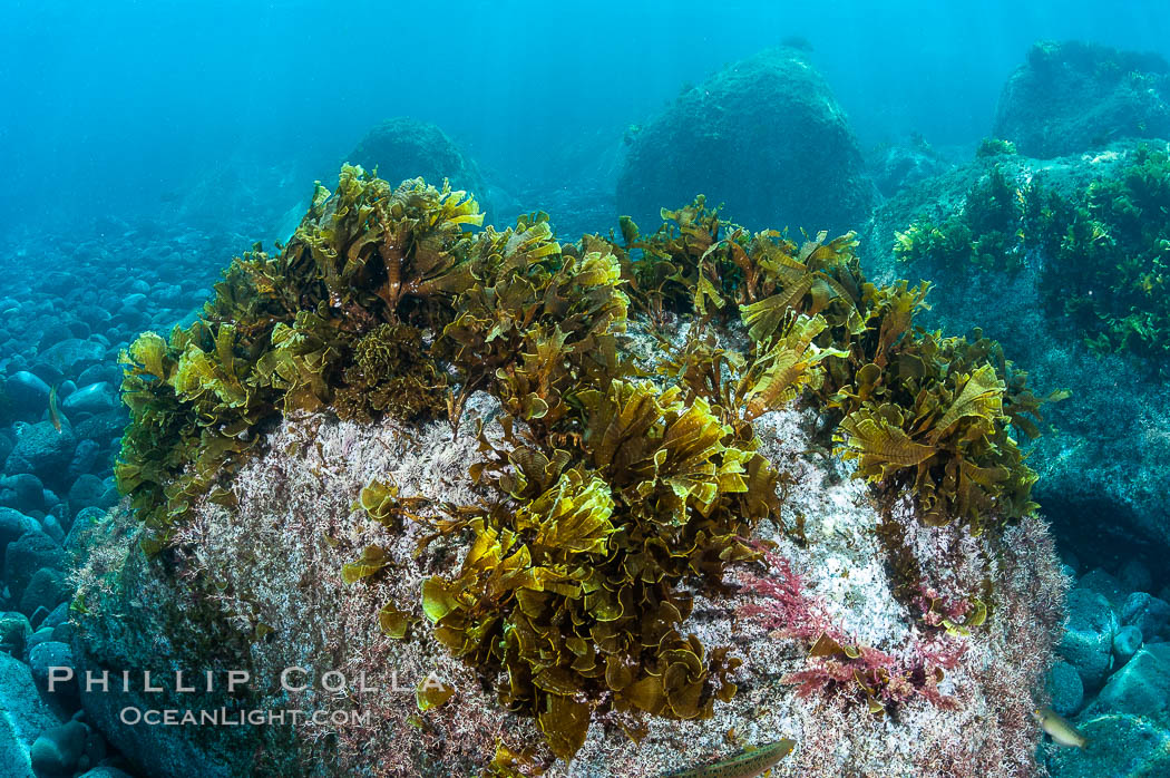Unidentified marine algae. Guadalupe Island (Isla Guadalupe), Baja California, Mexico, natural history stock photograph, photo id 09531