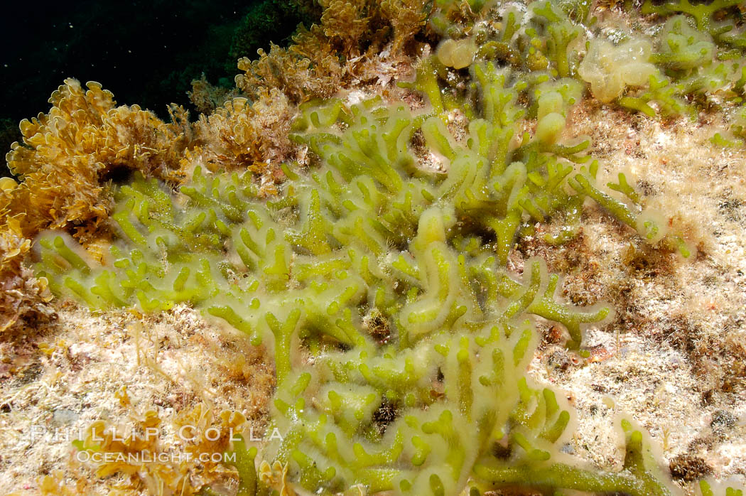 Unidentified marine algae. Guadalupe Island (Isla Guadalupe), Baja California, Mexico, natural history stock photograph, photo id 09535