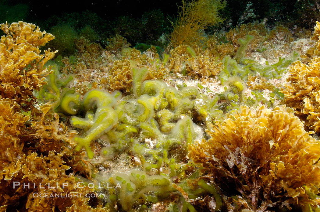 Unidentified marine algae. Guadalupe Island (Isla Guadalupe), Baja California, Mexico, natural history stock photograph, photo id 09533