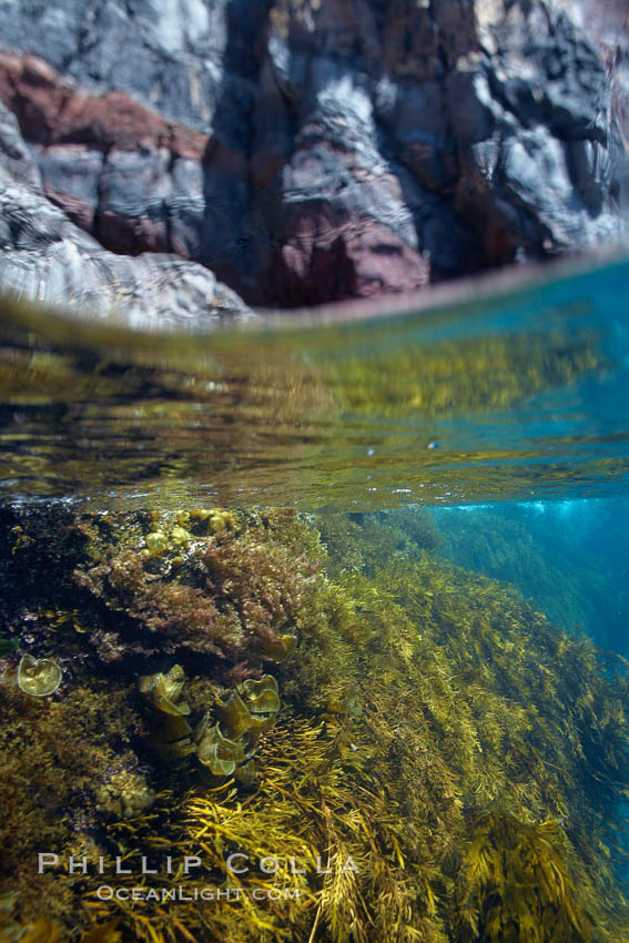 Kelp and volcanic shoreline rocks, half and half view, at waters edge. Guadalupe Island (Isla Guadalupe), Baja California, Mexico, Stephanocystis dioica, natural history stock photograph, photo id 21378